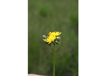 Ausläufer-Habichtskraut (Hieracium bauhinii) - © Philipp Sengl